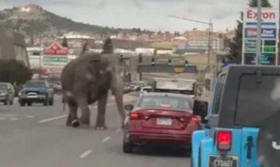 В США сбежавшая из цирка слониха шокировала горожан и автомобилистов