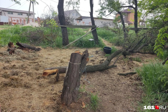 В балке под Ростовом продолжают уничтожать деревья, хотя власти обещали их сохранить