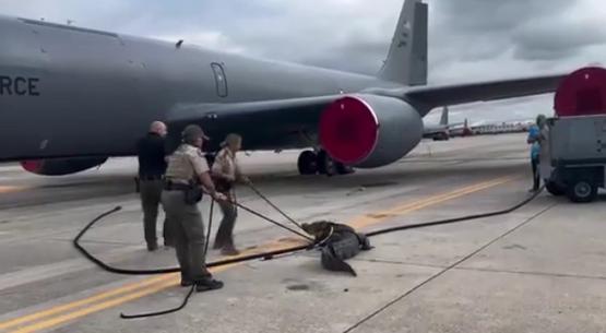На базу ВВС США проник зубастый "лазутчик"