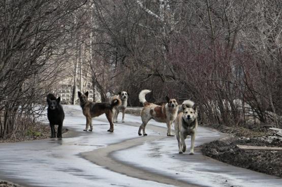 Ростовчане снова жалуются на заполонившие город своры агрессивных бездомных псов 