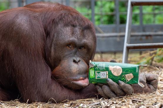 В ростовском зоопарке борнейский орангутан празднует 12-летие 