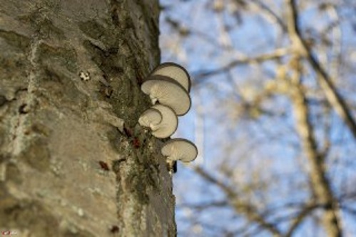 Ростовчане собирают грибы на деревьях в парке Островского
