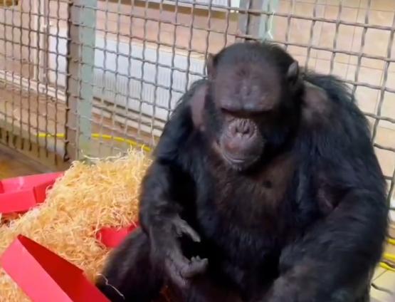 В Ростовском зоопарке поздравили шимпанзе-художника: показываем его картины