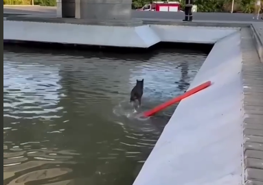 В Ростове спасатели пытались достать из фонтана хитрого пса 