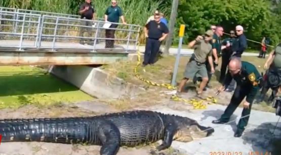 Во Флориде аллигатор напал на улице на бездомную и съел ее