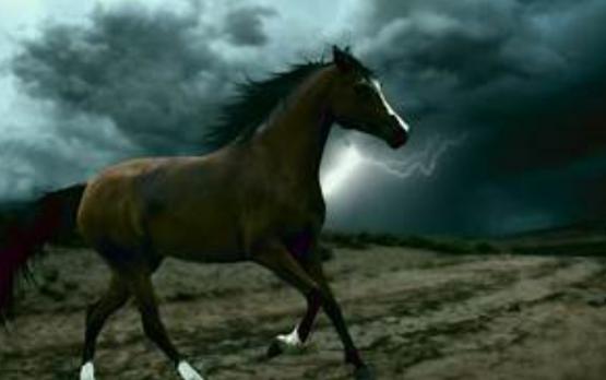 В Киргизии молния убила на ипподроме лошадь с наездником