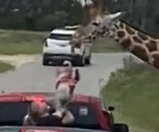 В США в сафари-парке жираф похитил двухлетнюю девочку из автомобиля 