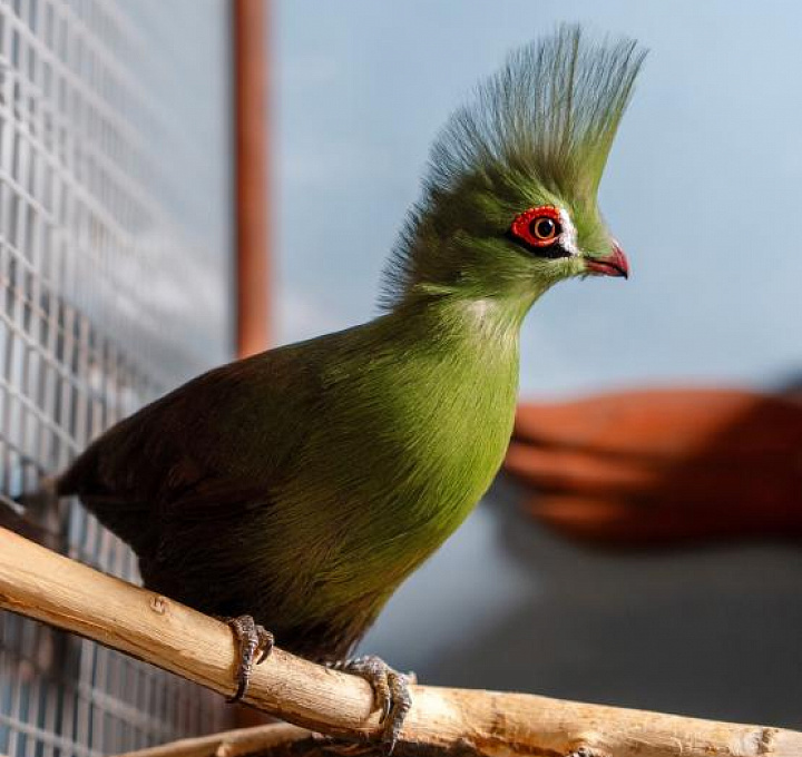В Ростовской области в парке «Лога» появилась экзотическая птица из Западной Африки 